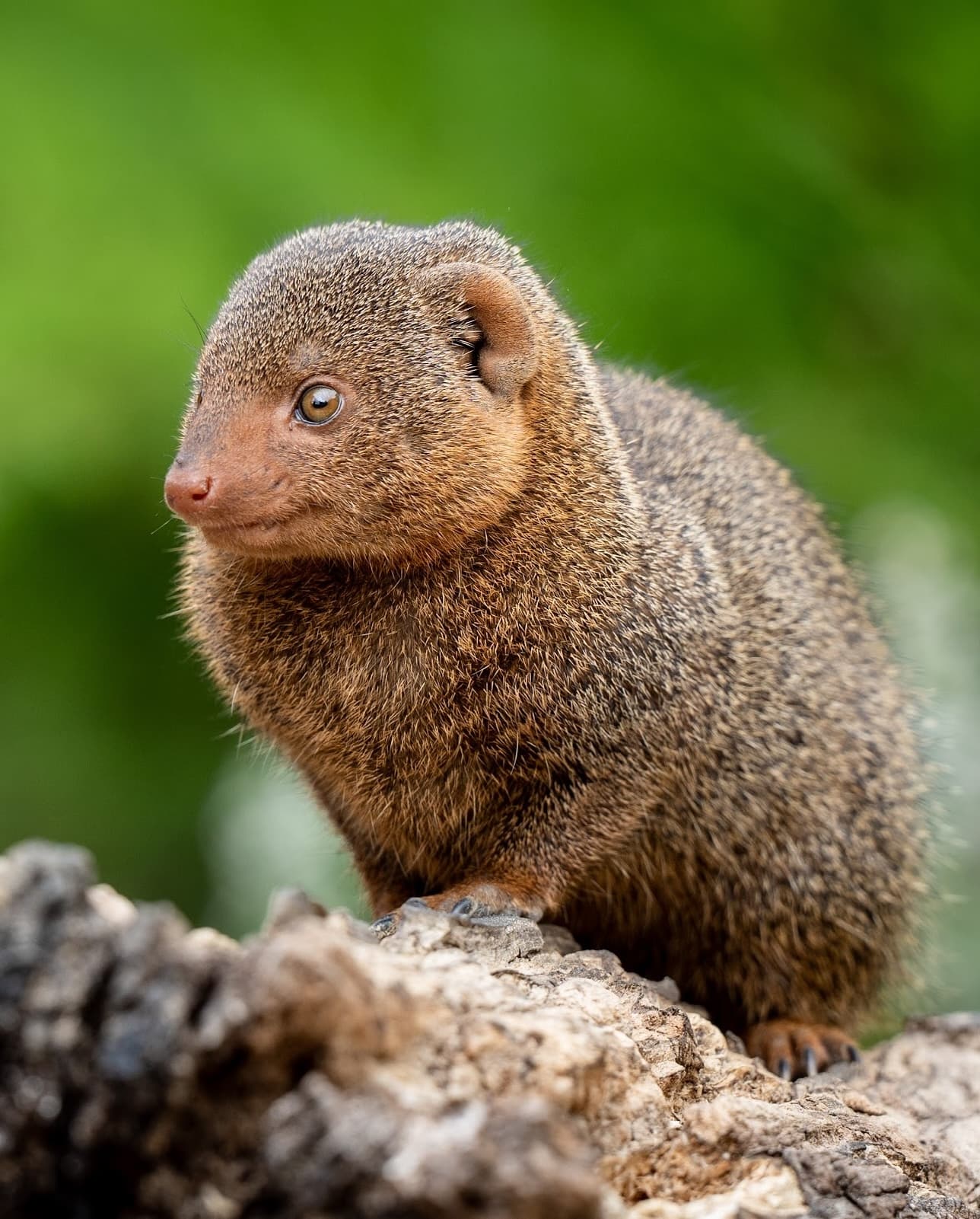 mongoose